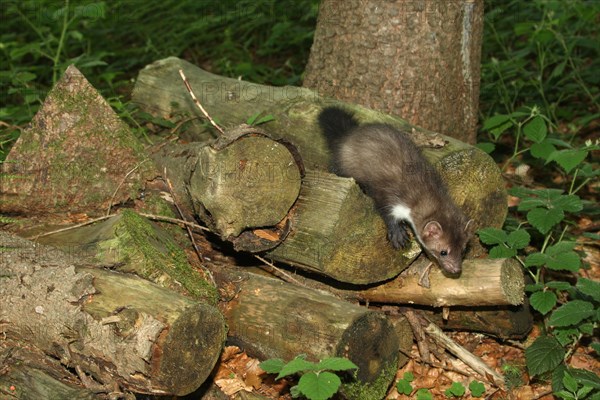 Beech marten