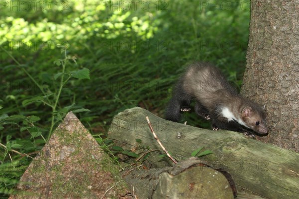 Beech marten