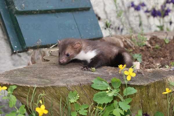 Beech marten