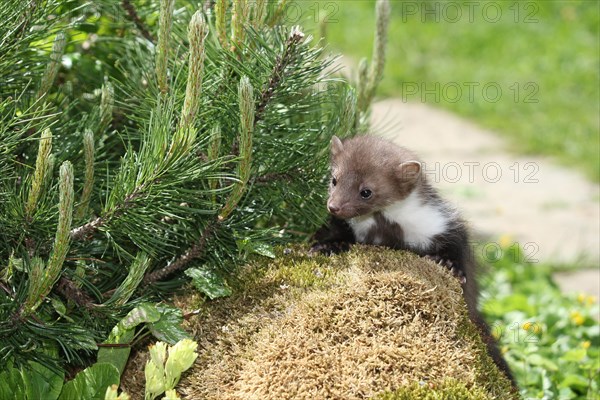 Beech marten