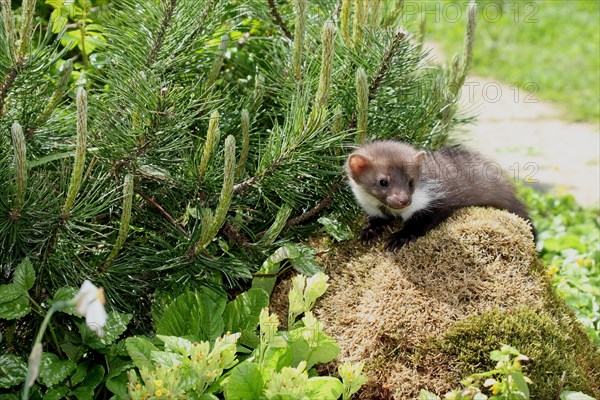 Beech marten