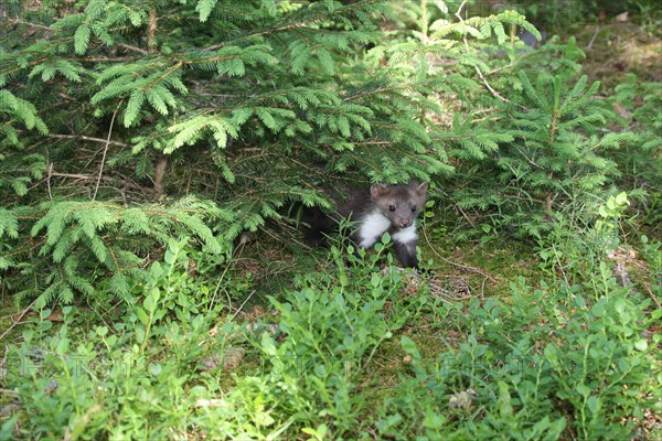 Beech marten