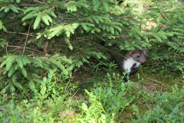 Beech marten