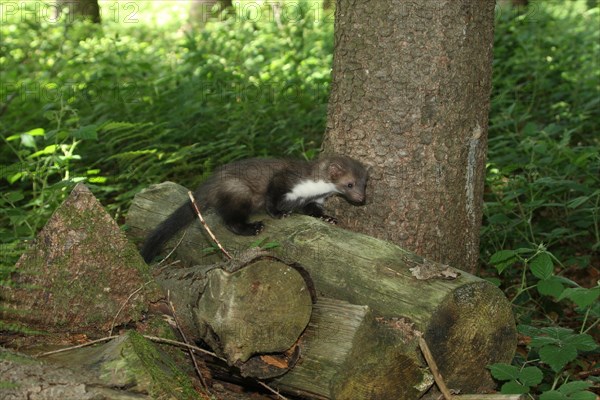 Beech marten