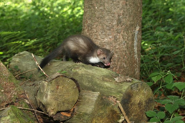 Beech marten