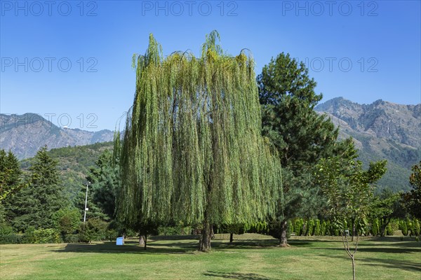 Jawaharlal Nehru Memorial Botanical Gardens in Srinagar