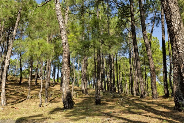 Deodars cedar trees in Dandeshwar