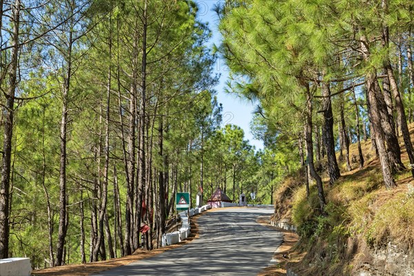 Deodars cedar trees in Dandeshwar