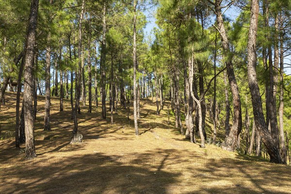 Deodars cedar trees in Dandeshwar