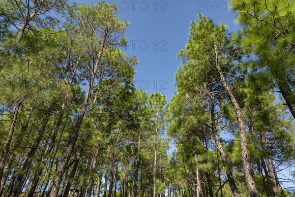 Deodars cedar trees in Dandeshwar