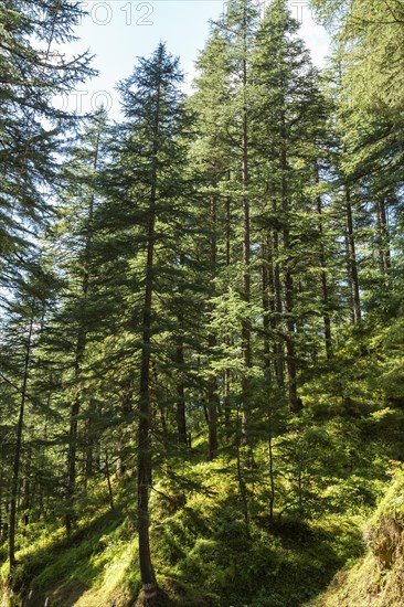 Deodars cedar trees in Dandeshwar