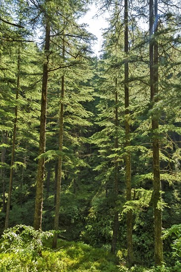 Deodars cedar trees in Dandeshwar