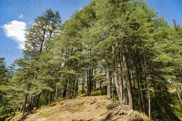 Deodars cedar trees in Dandeshwar