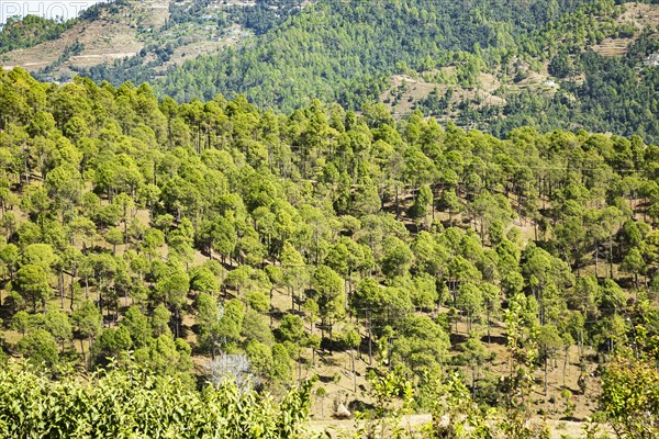 Top view of Ladholi village in the indian state of Uttarakhand