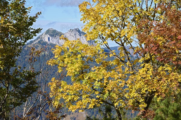 Autumn-coloured maple