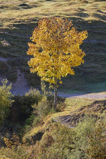 Maple in autumnal colours