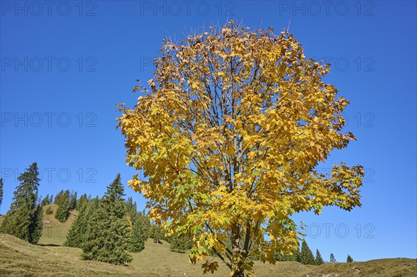 Maple in autumnal colours