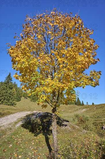 Maple in autumnal colours