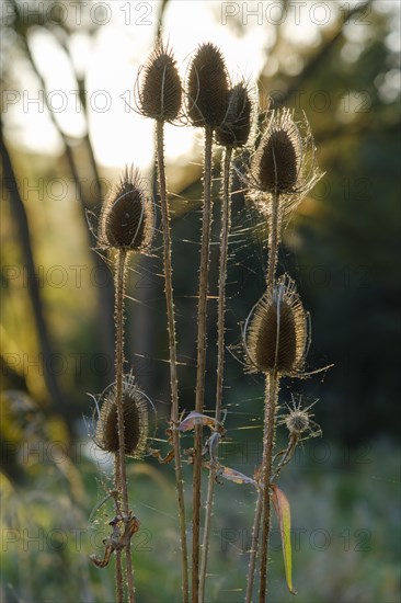 Wild teasel