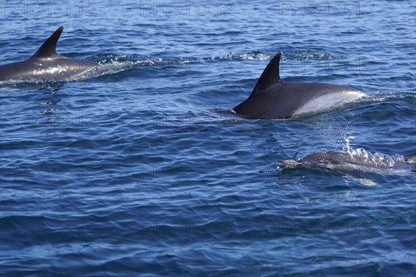 Long-beaked common dolphins