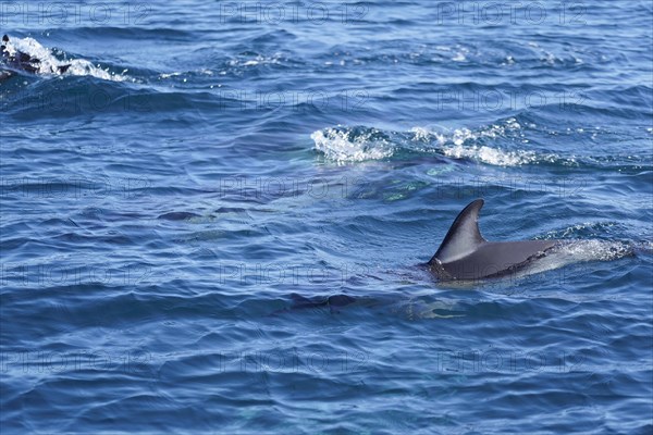 Long-beaked common dolphins