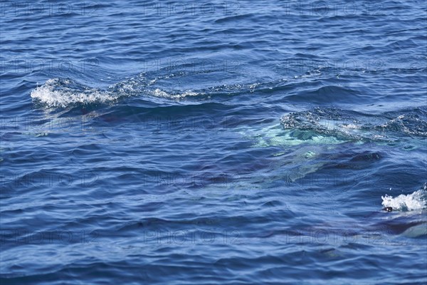 Long-beaked common dolphins