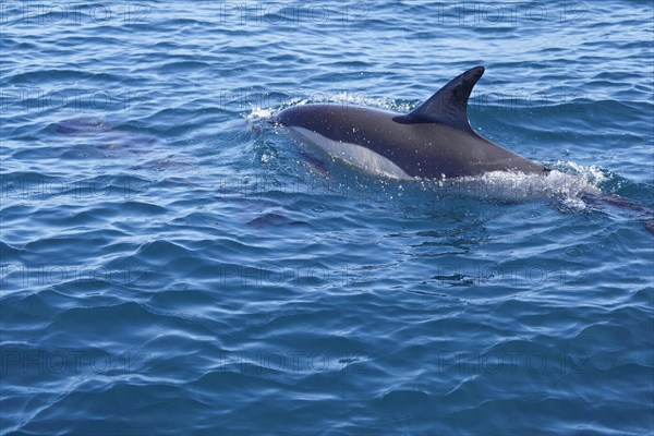 Long-beaked common dolphins