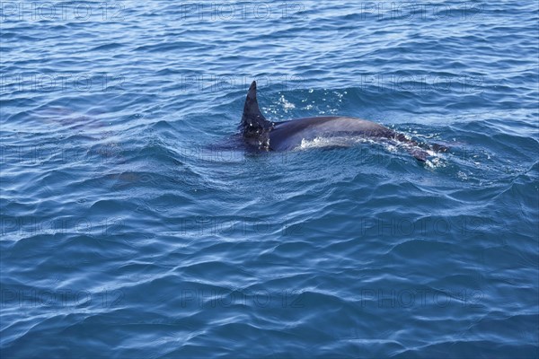 Long-beaked common dolphins