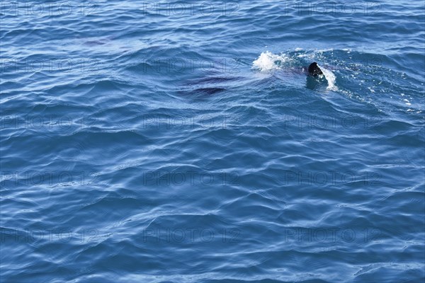 Long-beaked common dolphins