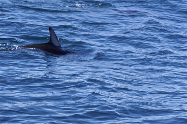 Long-beaked common dolphins