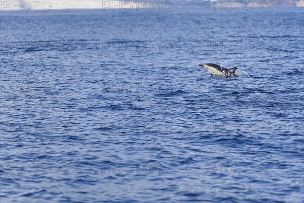 Long-beaked common dolphins