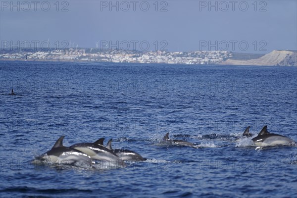 Long-beaked common dolphins