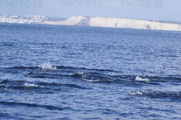 Long-beaked common dolphins