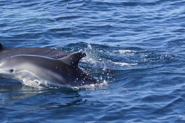 Long-beaked common dolphins