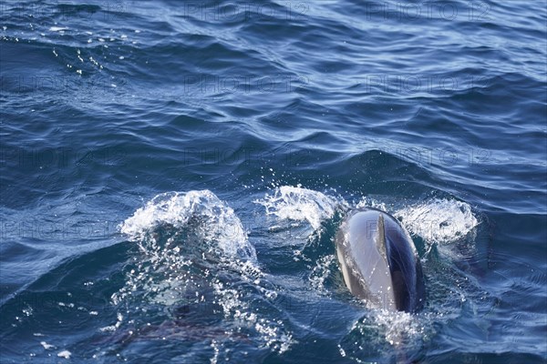 Long-beaked common dolphins