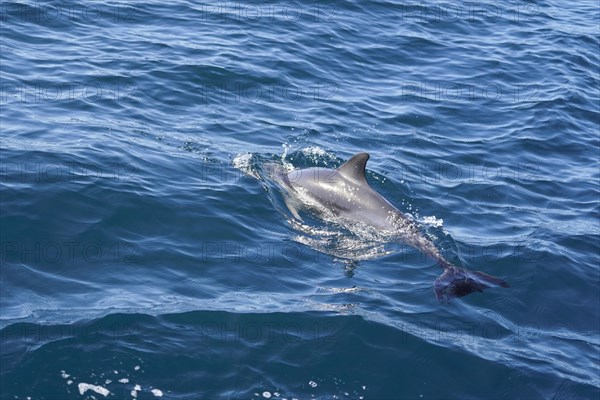 Long-beaked common dolphins