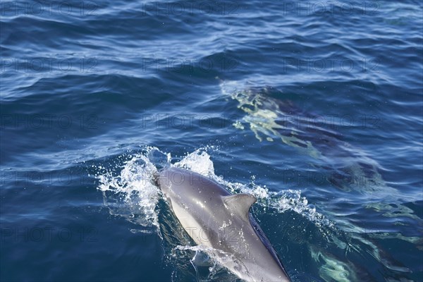 Long-beaked common dolphins