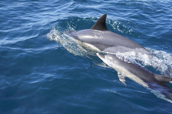 Long-beaked common dolphins