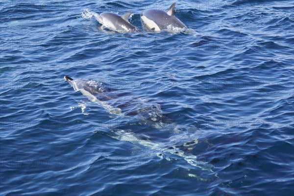 Long-beaked common dolphins