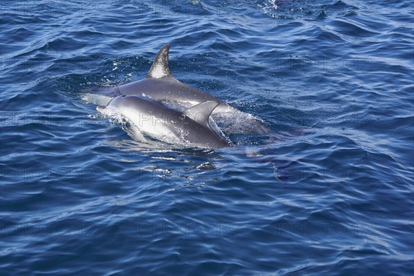 Long-beaked common dolphins