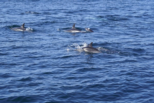 Long-beaked common dolphins