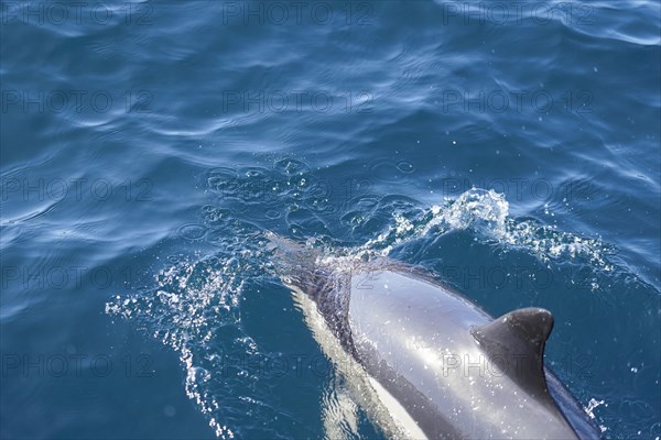 Long-beaked common dolphins