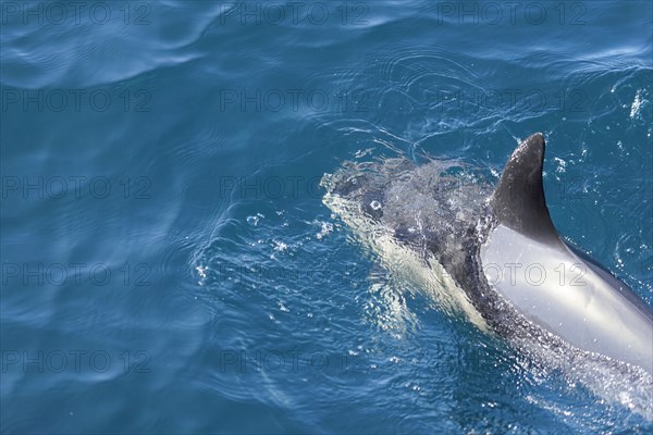 Long-beaked common dolphins