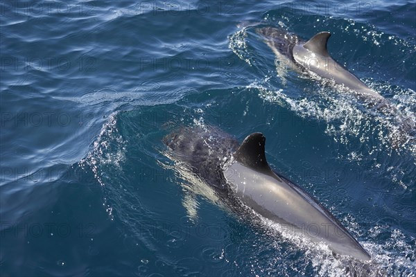 Long-beaked common dolphins