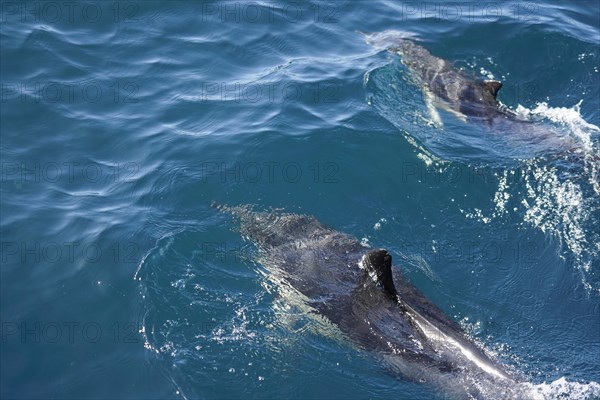 Long-beaked common dolphins