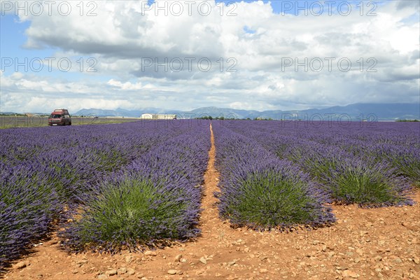 Flowering lavender