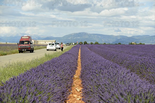 Flowering lavender