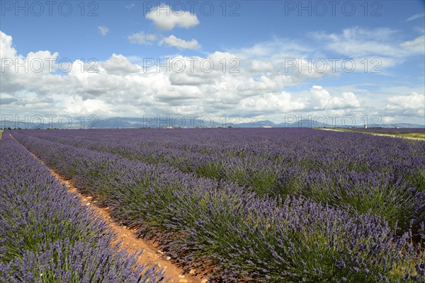 Flowering lavender