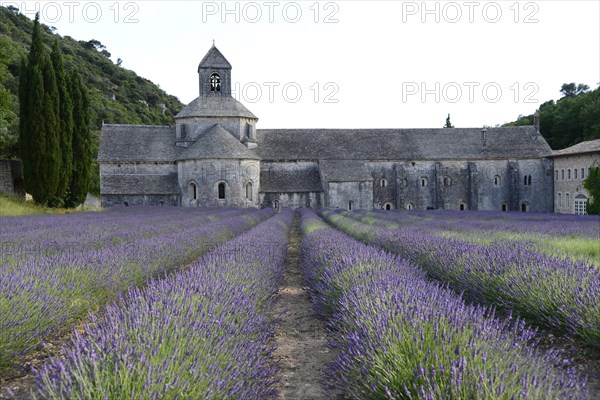 Cistercian Abbey Abbaye Notre-Dame de Senanque