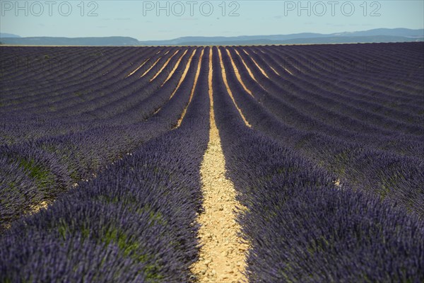 Flowering lavender